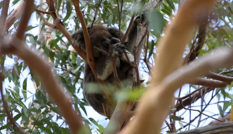 A koala! © FilmInquiry