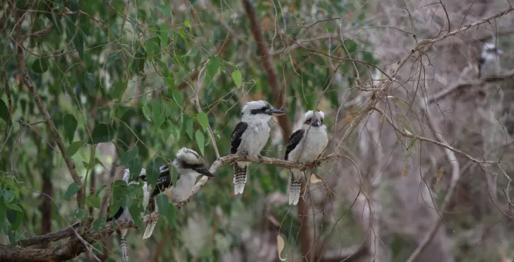 Kookaburras © FilmInquiry