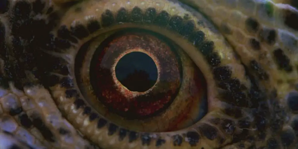 VOYAGE OF TIME Trailer