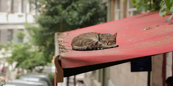 KEDI: The Film We All Need