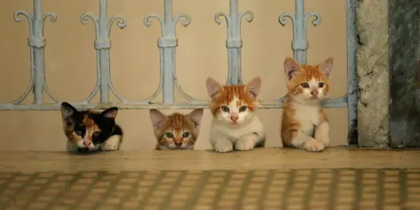 KEDI: The Film We All Need