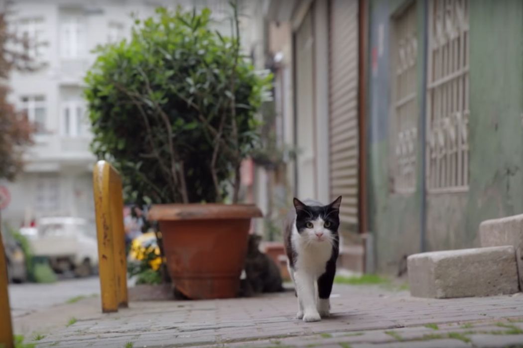 KEDI: The Film We All Need