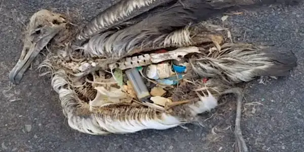 PLASTIC PARADISE: It Never Goes Away, So Where Does It Go? PLASTIC PARADISE: It Never Goes Away, So Where Does It Go?