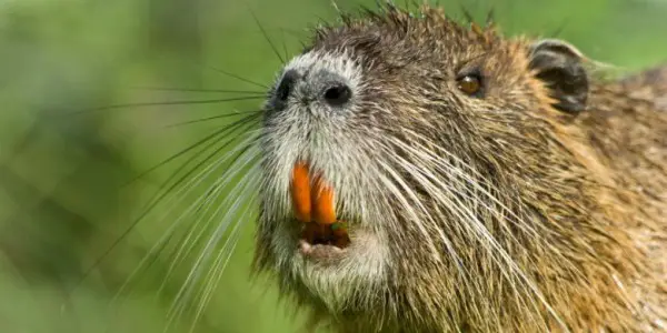 RODENTS OF UNUSUAL SIZE: A Tale Of Rats & Resilience RODENTS OF UNUSUAL SIZE: A Tale Of Rats & Resilience