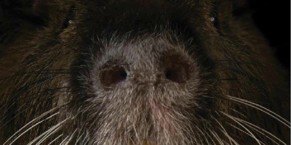 RODENTS OF UNUSUAL SIZE: A Tale Of Rats & Resilience RODENTS OF UNUSUAL SIZE: A Tale Of Rats & Resilience