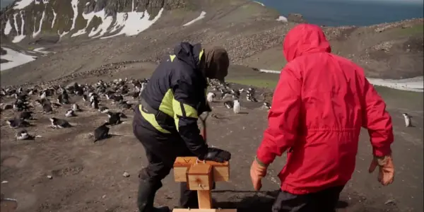 THE PENGUIN COUNTERS: A Persnickety Penguin Story