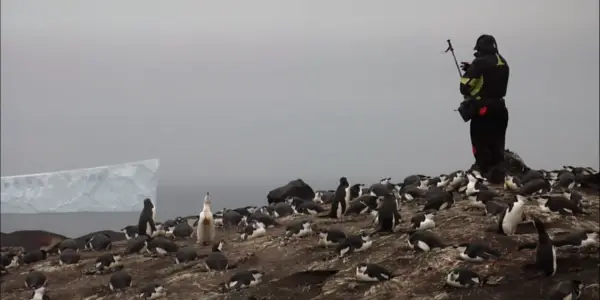 THE PENGUIN COUNTERS: A Persnickety Penguin Story