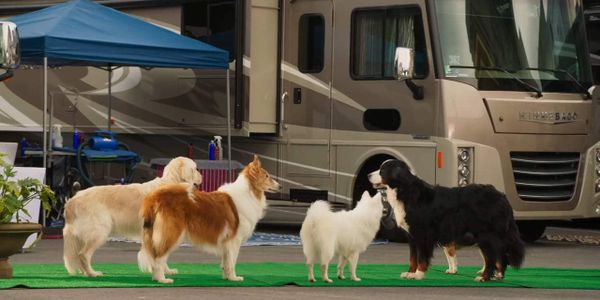 Show Dogs: A Strong Contender For The Worst Film Of The Year