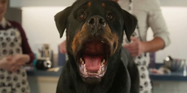 SHOW DOGS: A Strong Contender For Worst Film Of The Year Show Dogs: A Strong Contender For The Worst Film Of The Year