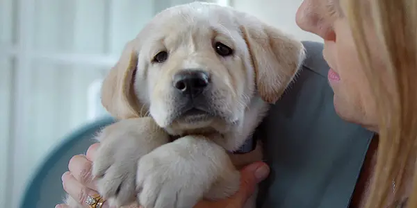 PICK OF THE LITTER: A Simple, But Still Heartwarming “Dogumentary” PICK OF THE LITTER: A Simple, But Still Heartwarming “Dogumentary”