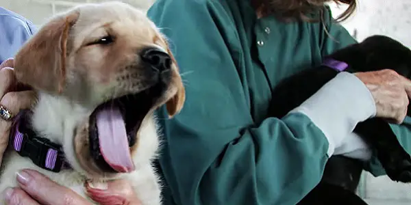 PICK OF THE LITTER: A Simple, But Still Heartwarming “Dogumentary”