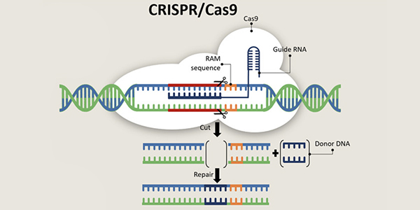 Fantasy Science Pt. 19: GATTACA, Genetic Engineering & CRISPR