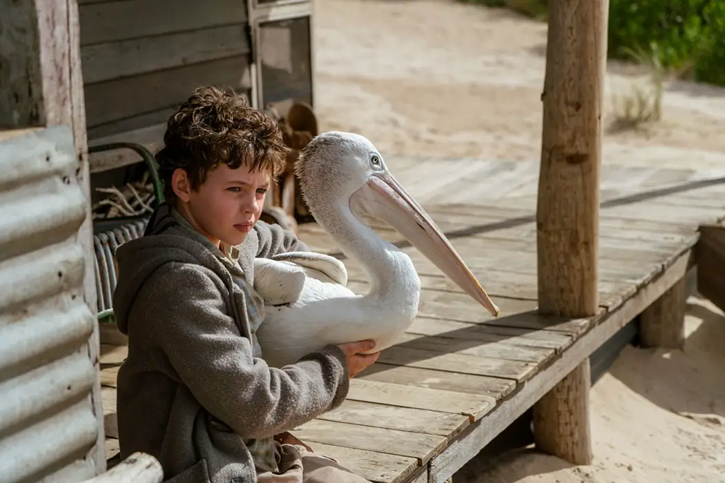 STORM BOY: A Flash From the Past