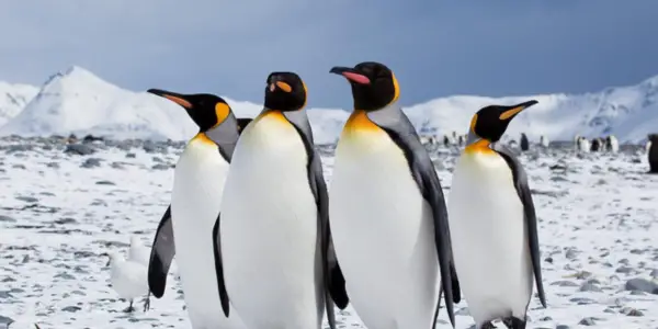 PENGUINS: Stirring Warmness In Below Freezing Conditions