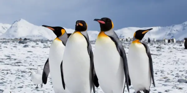 PENGUINS: Stirring Warmness In Below Freezing Conditions PENGUINS: Stirring Warmness In Below Freezing Conditions