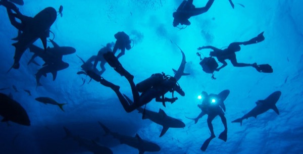 WONDERS OF THE SEA Review: A Middling Sea Life Doc WONDERS OF THE SEA Review: A Middling Sea Life Doc