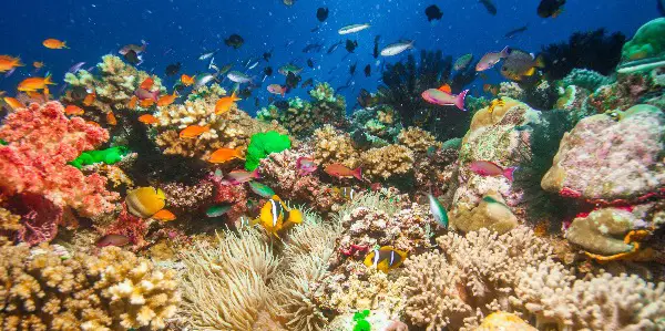 WONDERS OF THE SEA Review: A Middling Sea Life Doc WONDERS OF THE SEA Review: A Middling Sea Life Doc