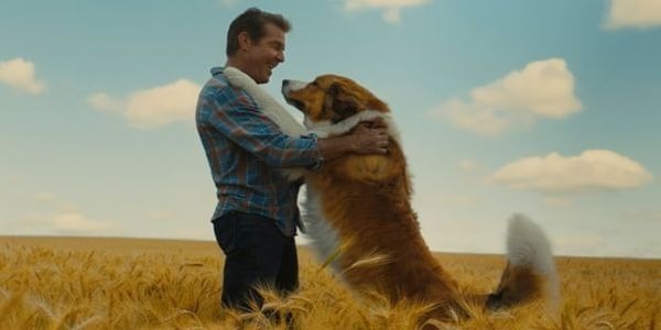 A Dog's Journey: Cat Lovers Beware A Dog's Journey: Cat Lovers Beware