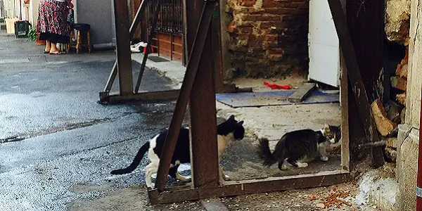 THE CAT RESCUERS: A Poignant Exploration of an Important Issue THE CAT RESCUERS: A Poignant Exploration of an Important Issue