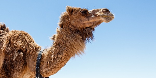 JUDAS COLLAR: The Camel's Clutch JUDAS COLLAR: The Camel's Clutch