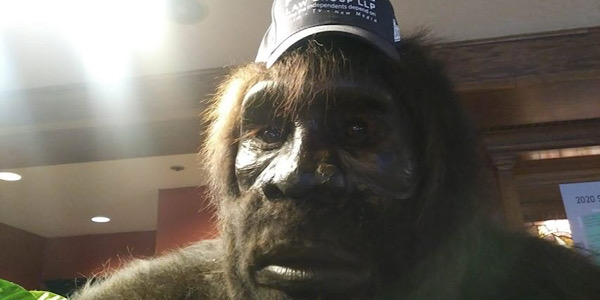 BIG FUR: Building Big Foot BIG FUR: Building Big Foot