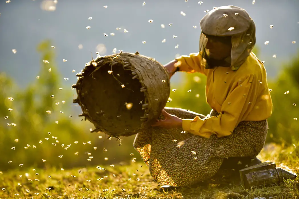 HONEYLAND: Crucial & Universal Documentary Filmmaking