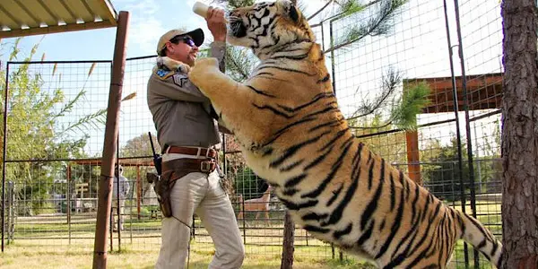 THE TIGER KING: Wait, What Just Happened? THE TIGER KING: Wait, What Just Happened?