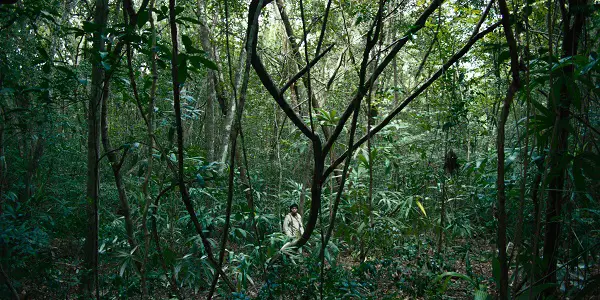 NYFF 2020: TRAGIC JUNGLE: Modern Mythmaking NYFF 2020: TRAGIC JUNGLE: Modern Mythmaking