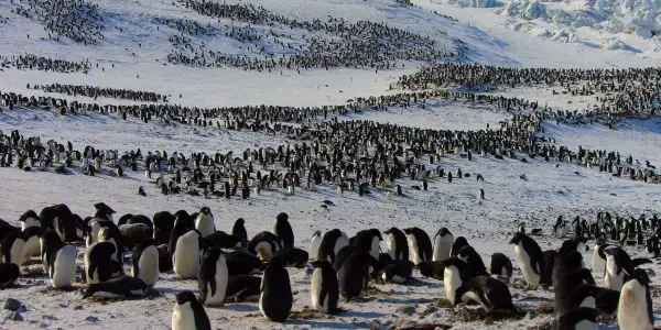 In Disney Nature's PENGUINS: LIFE ON THE EDGE, It's Filmmakers Versus Penguins In Disney Nature's PENGUINS: LIFE ON THE EDGE, It's Filmmakers Versus Penguins