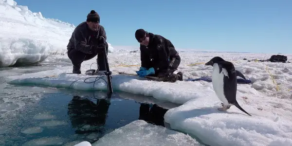 In Disney Nature's PENGUINS: LIFE ON THE EDGE, It's Filmmakers Versus Penguins In Disney Nature's PENGUINS: LIFE ON THE EDGE, It's Filmmakers Versus Penguins