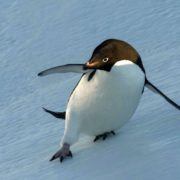 In Disney Nature's PENGUINS: LIFE ON THE EDGE, It's Filmmakers Versus Penguins