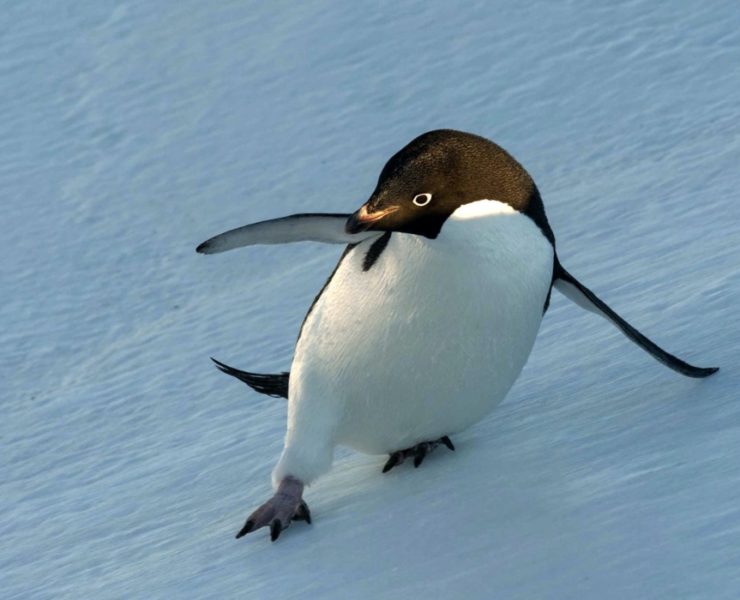 In Disney Nature's PENGUINS: LIFE ON THE EDGE, It's Filmmakers Versus Penguins