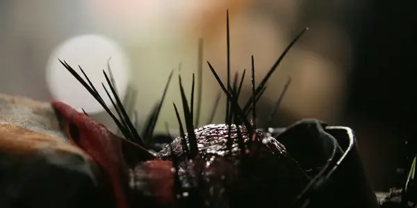Horrific Inquiry: SPLINTER (2008) Horrific Inquiry: SPLINTER (2008)