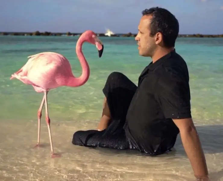 THE MYSTERY OF THE PINK FLAMINGO: La Vie En Kitsch