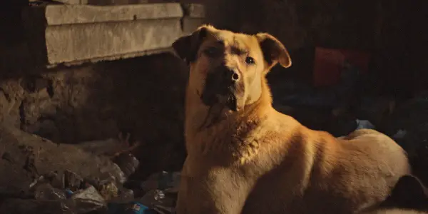 STRAY: A Heartfelt Examination Of Cohabitation STRAY: A Heartfelt Examination Of Cohabitation