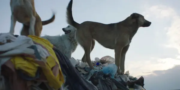 STRAY: A Heartfelt Examination Of Cohabitation STRAY: A Heartfelt Examination Of Cohabitation