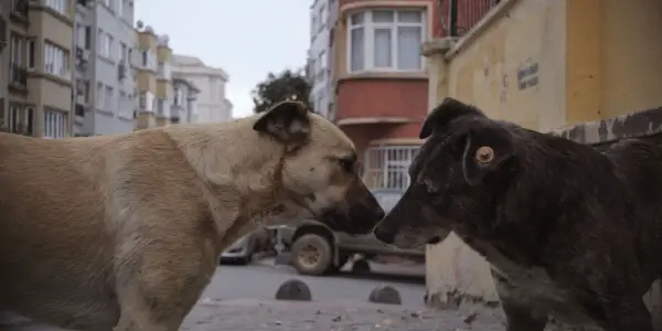STRAY: A Heartfelt Examination Of Cohabitation STRAY: A Heartfelt Examination Of Cohabitation