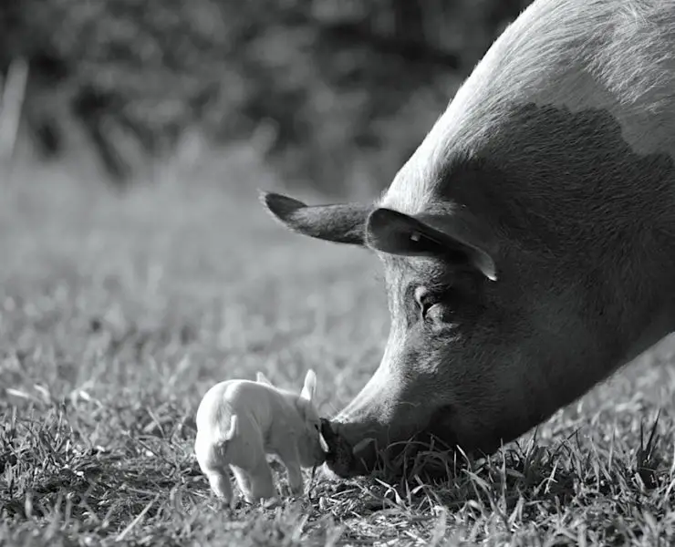 GUNDA: A Pig’s Life in Black and White