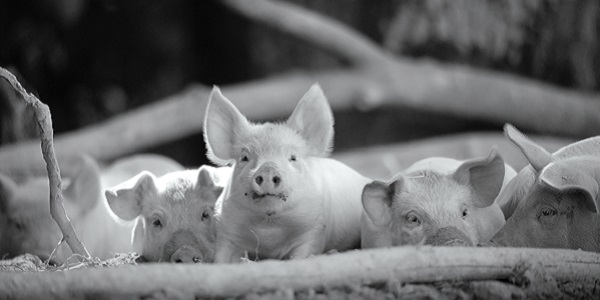 GUNDA: A Pig’s Life in Black and White GUNDA: A Pig’s Life in Black and White