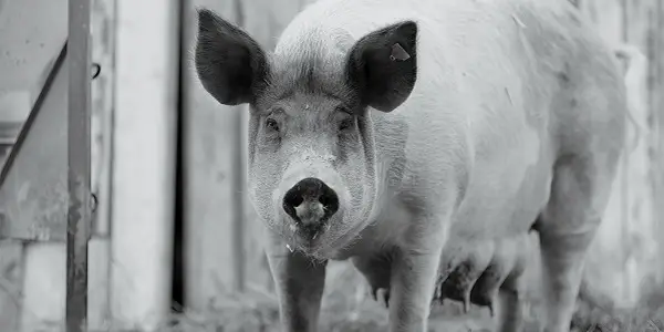 GUNDA: A Pig’s Life in Black and White