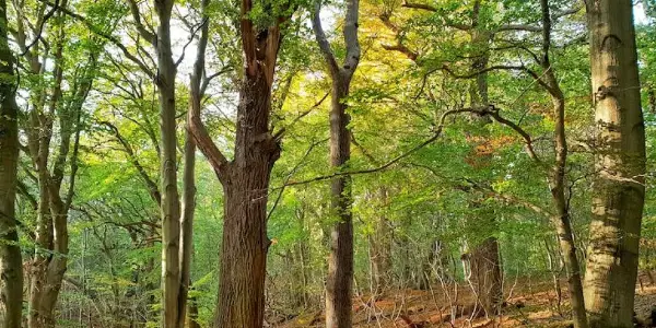 The Hidden Life of Trees: Conservationist Peter Wohlleben Speaks for The Trees The Hidden Life of Trees: Conservationist Peter Wohlleben Speaks for The Trees