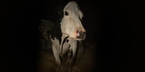 HIFF Report 2: THE HUMANS, COW, NO STRAIGHT LINES, & WHAT JOSIAH SAW HIFF Report 2: THE HUMANS, COW, NO STRAIGHT LINES, & WHAT JOSIAH SAW