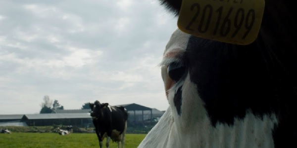 COW: Andrea Arnold’s Poignant Documentary On The Mother Behind Your Carton Of Milk