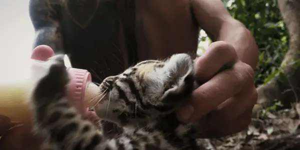 WILDCAT: Nature's Cure For Humanity WILDCAT: Nature's Cure For Humanity