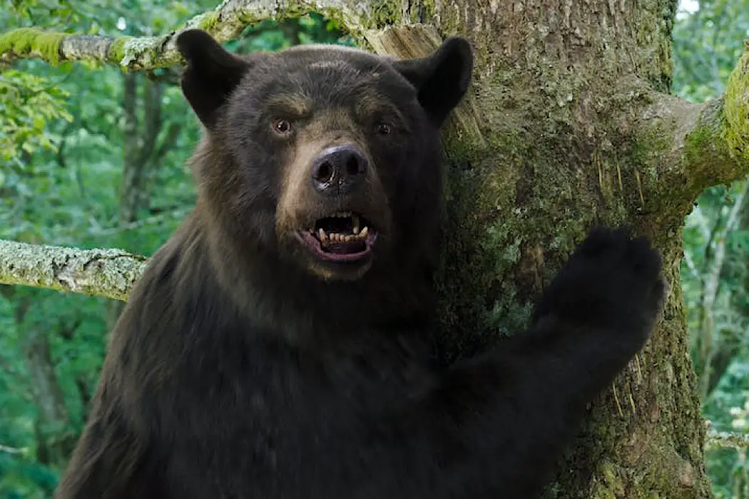 COCAINE BEAR: That Bear Knows How To Party