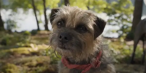 STRAYS: No, Bad Dog Movie! STRAYS: No, Bad Dog Movie!