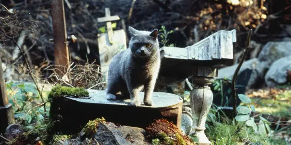 Horrific Inquiry: PET SEMATARY (1989) Horrific Inquiry: PET SEMATARY (1989)